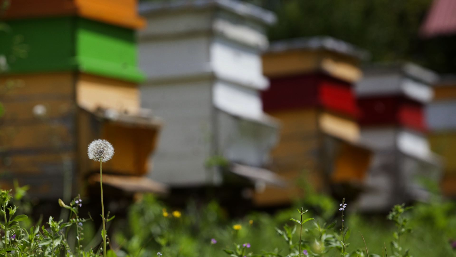 ECOSTOP. Bulgarian science saving bees in Europe